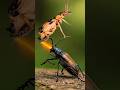 #tropicalinsectsLV5 The terrifying clash between the Bombardier beetle and the longhorn beetle