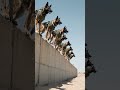 You Won’t Believe How Precise These German Shepherds Move!