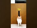 How Small Can  Cats Fit Through? 😳