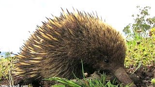Shy Echidna
