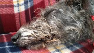 Harris the Deerhound huffing and puffing