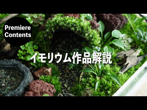 【Members-Only Edition】How to Make an Imorium:Terrarium for Newts