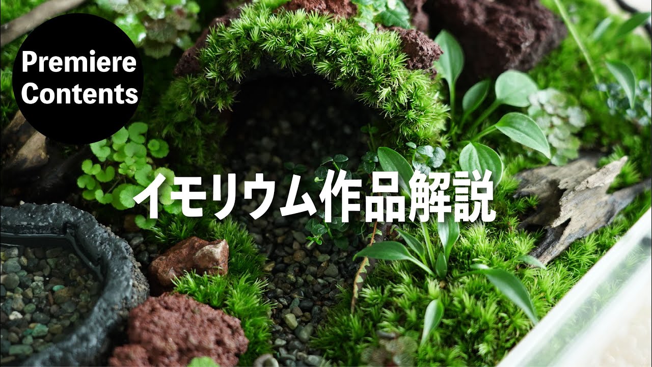 受注生産　イモリウム Members-Only Edition】How to Make an Imorium:Terrarium for Newts