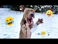 I dare you not to LAUGH at these FUNNY DOGS 😁🦮 - Best Funny Animals Videos 2025 #153