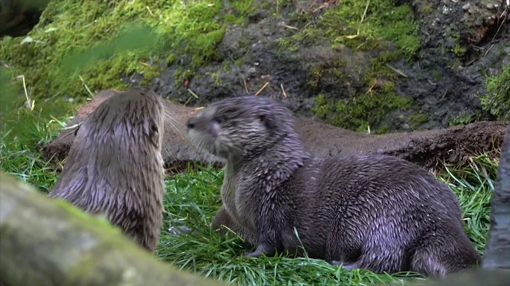 Pups Nellie and Tucker practice their otter stroke