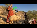 Documentary on the Hard Life of Nomads: Shiva's Return to the Mountains