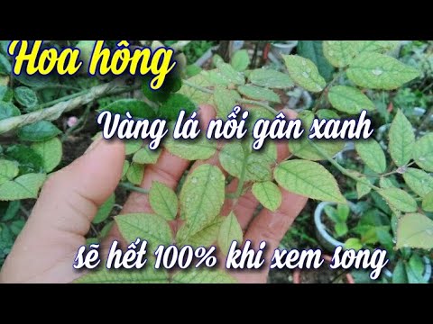 Cách khắc phục vàng lá nổi gân xanh ở hoa hồng thành công 100% | Foci