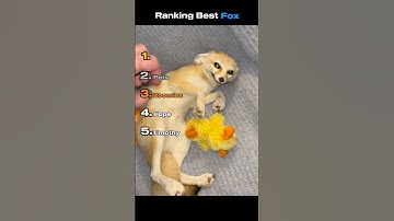 Рейтинг лучших лис #смешныеживотные #рейтинг #лиса #животные