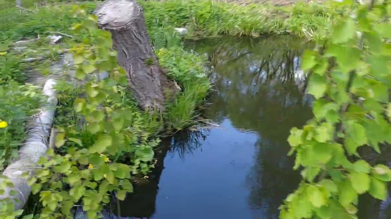 Как дела на дачном пруду,нитчатка ушла,пошли расти высшие водоросли,проверил верши.