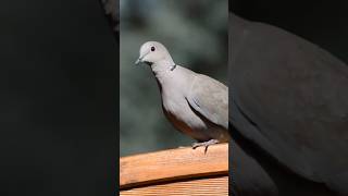 Why You Never See Baby Pigeons