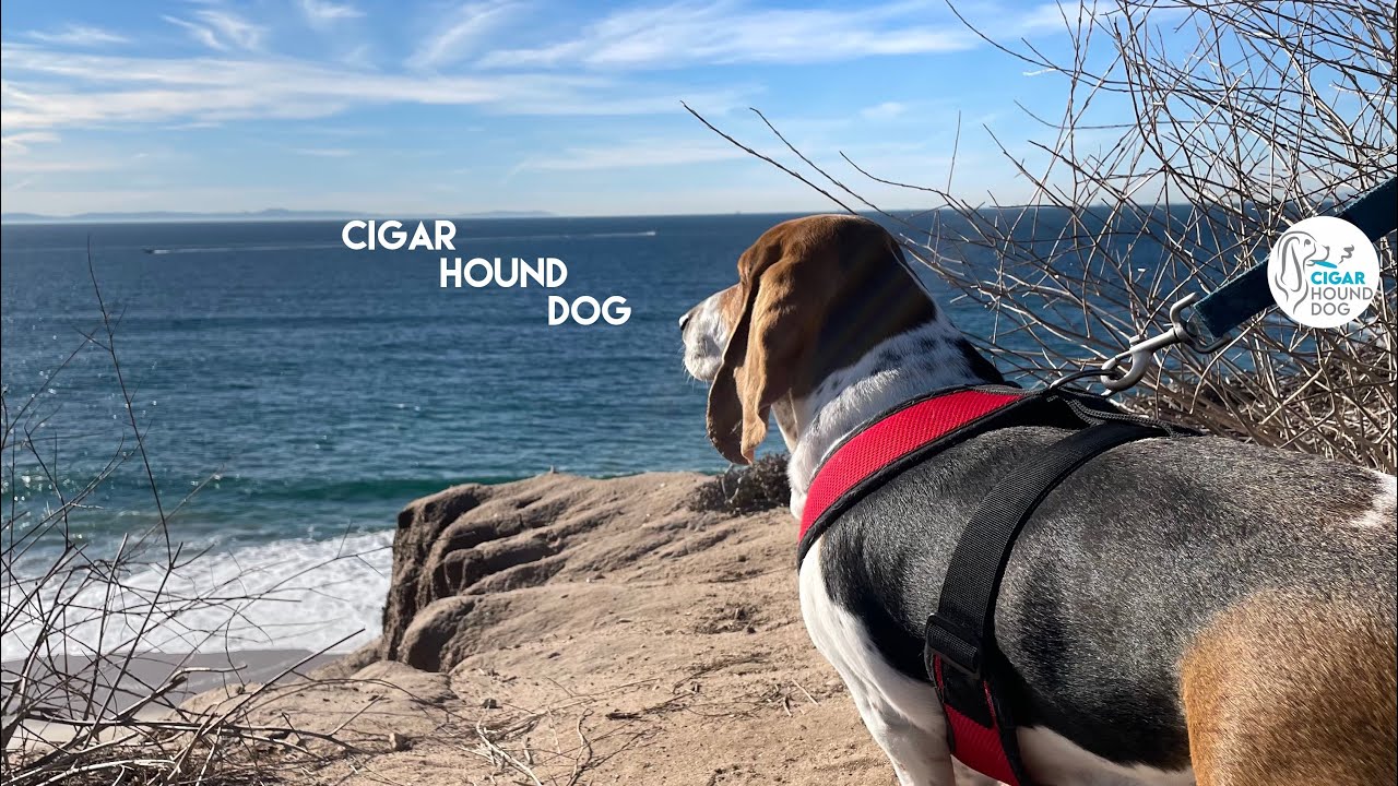 Cigars w/Friends - Cuban Sunday