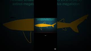 Megalodon'un yeni paleo tasarımı çok korkunç! #paleontoloji #paleovideo #paleo #megalodon
