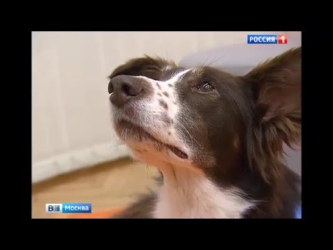 Собаки терапевты в Москве