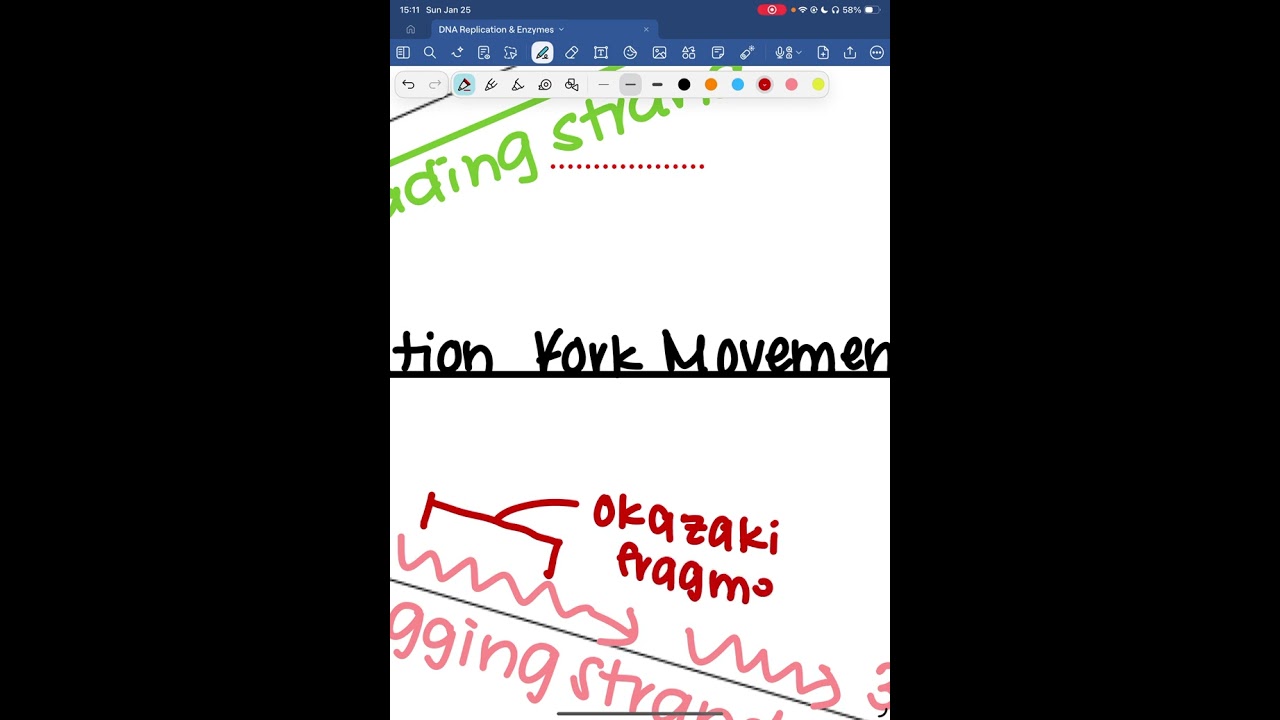 DNA Replication & Enzymes