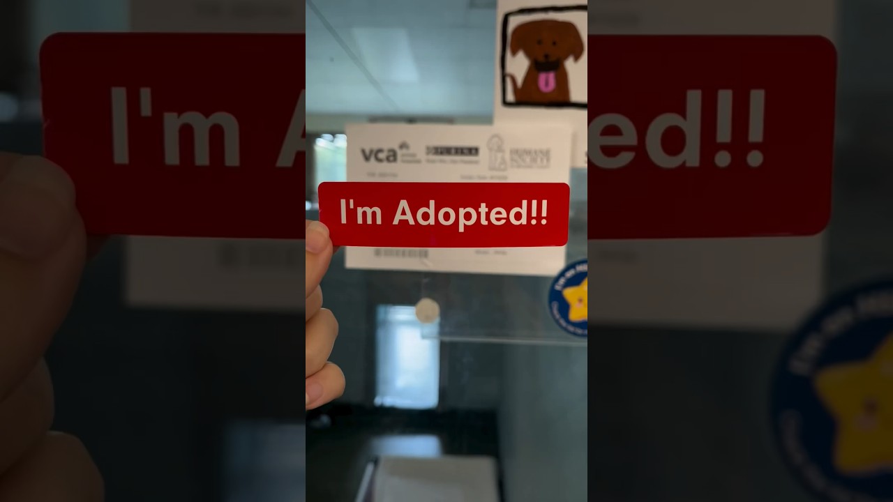 Eloise was adopted! Look how happy she is now!! ❤️ 