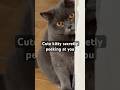 Cute kitty secretly peeking at you. #cat #catshorts #cute #pets