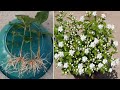 Easy way to grow mogra jasmine from cuttings 100  rooting result  mogra jasmine