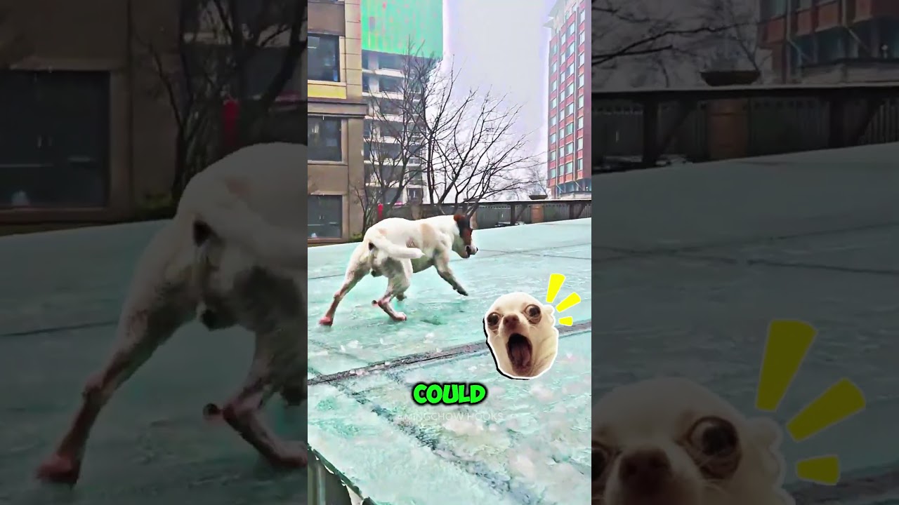 Эта собака приняла стеклянную крышу за траву 😂