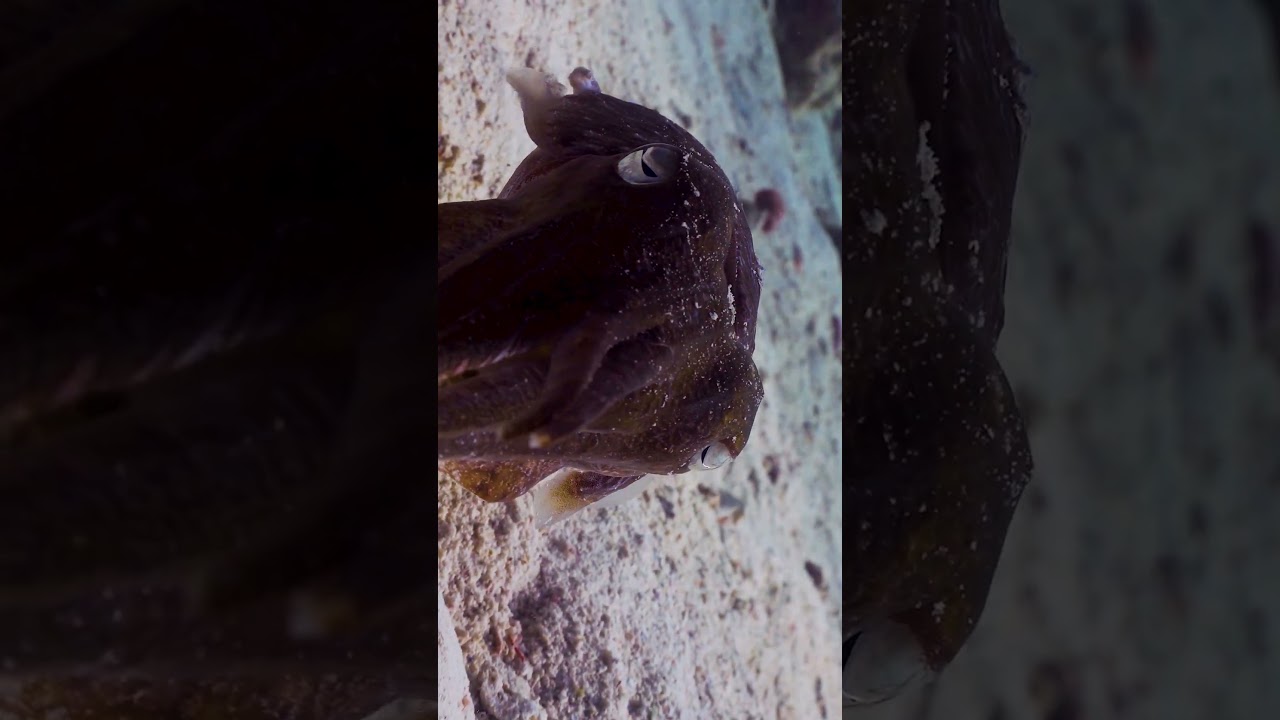 Cuttlefish Hunting Prey On Reef