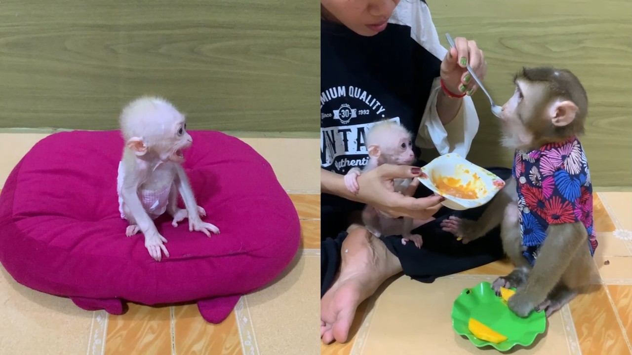 Hand-Feeding Our Pet Monkey While Holding the Newborn Baby!