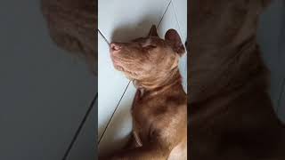 Mimpi Makan Daging