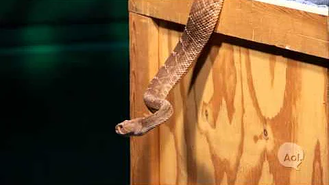 You've Got Donald Schultz on Snakes