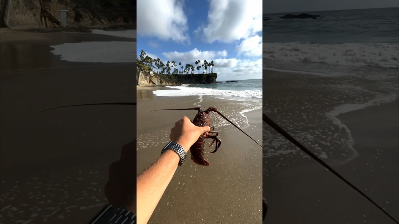 I SAVED this Lobsters Life!!🦞#shorts