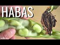 Cultivo de HABAS para comer o para aportar NITRÓGENO a la tierra || en20metros