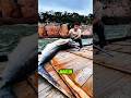 Ikan Marlin Dipotong Lalu Dibuang ke Kawah Laut#ikan #fishing #shorts