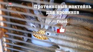 видео: Протеиновый коктейль для кроликов! Горох для кроликов. картинка: Протеиновый коктейль для кроликов! Горох для кроликов.