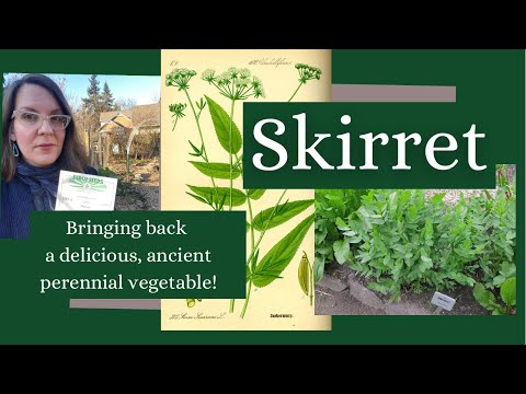 Video: Come coltivare skirret nel Regno Unito?