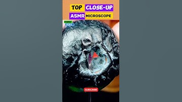 ASMR needle inside the Blueberry close-up macro #shorts #satisfying #closeup #asmr #macro