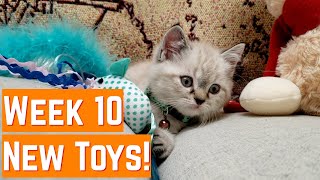 New Toys for the Kitten! |Week 10 by Goudan Adventures 2,444 views 3 years ago 4 minutes, 27 seconds