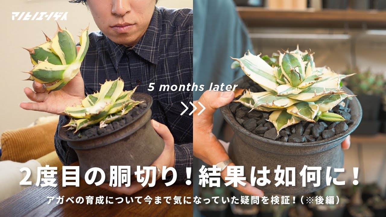 Important Announcement] Can Agaves be infinitely propagated? My