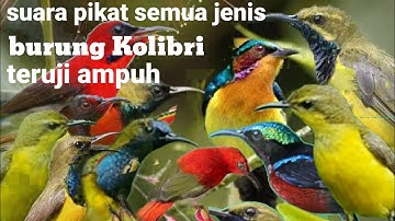 suara pikat semua jenis burung Kolibri ribut terbukti ampuh 1 jam full