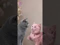 KUCING ABU-ABU PATAH HATI! 😭 #shortvideo #fyp #kucing