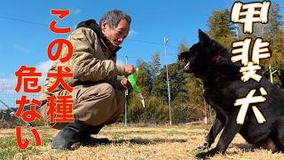 【甲斐犬の真実】間違いだらけの犬種情報