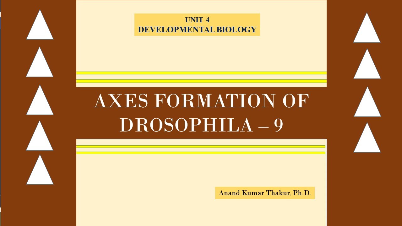 AXIS FORMATION OF DROSOPHILA - 9 - YouTube