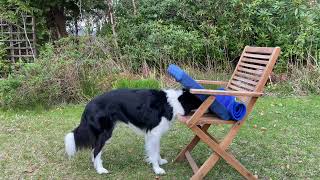 How to dodge the nail clipper - tricks by Rory the Quirky Border Collie