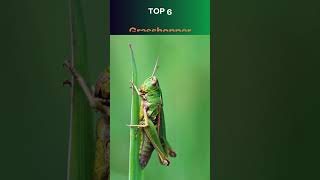 Top 10 Highest Jumping Animals in the World  Nature's Greatest Leapers 🦘🏅