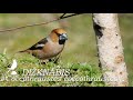 Putni / Birds : DIŽKNĀBIS /Coccothraustes coccothraustes/. Hawfinch. Kernbeißer.