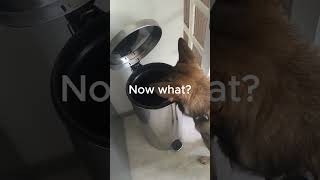 German Shepherd Finds A New Game To Play With Me