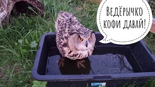 Owl Yoll returned home to Owl Valley from Moscow and immediately went to wash her paws
