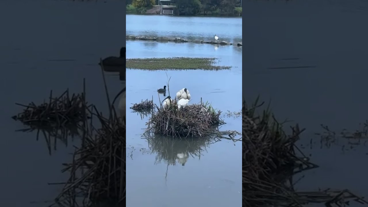 Australia nature,wildlife birds,camping,animals-beach