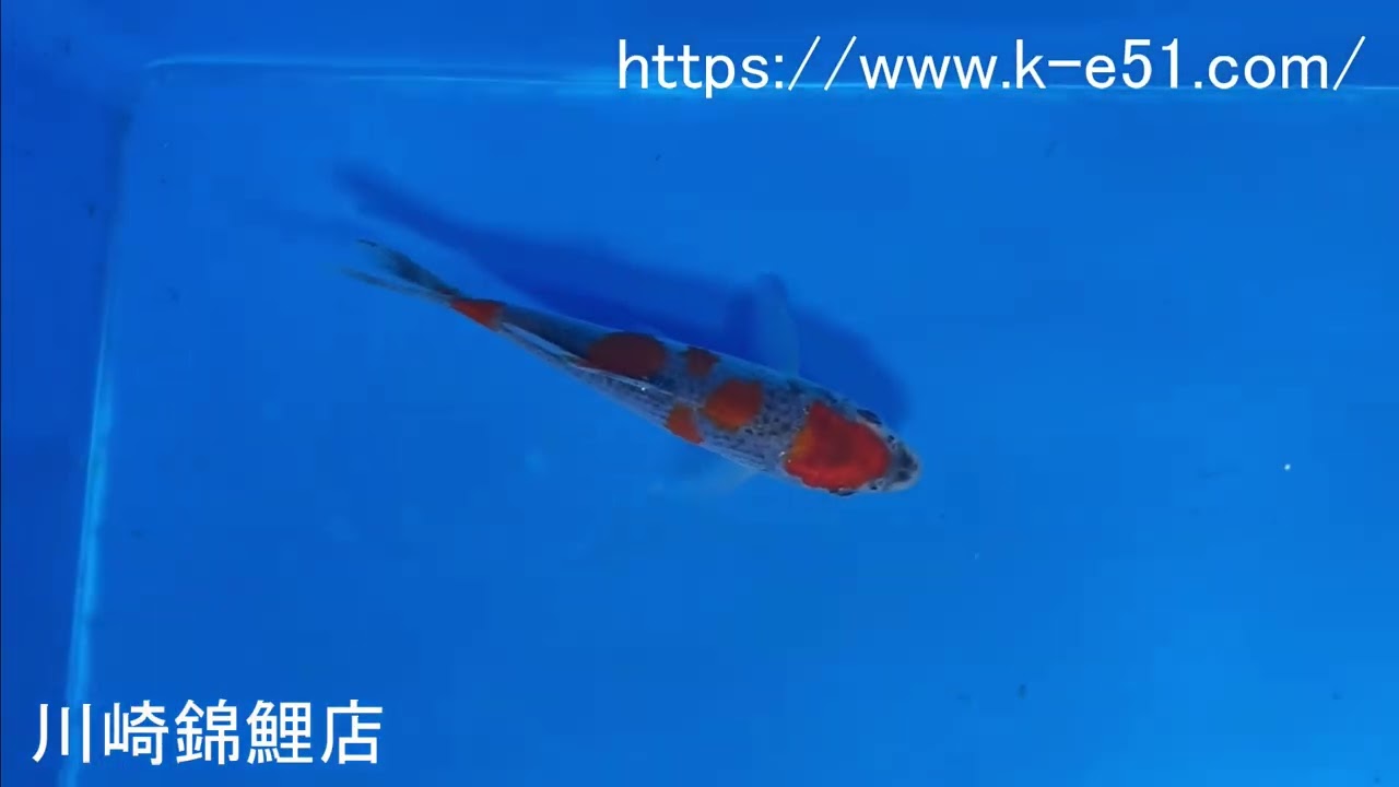 錦鯉販売専門　川崎錦鯉店の錦鯉　No.6034　五色