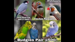 Java Sparrow | Finches | Budgies, CHEAPEST BIRDS SHOP IN DELHI SAGARPUR - 46 screenshot 4