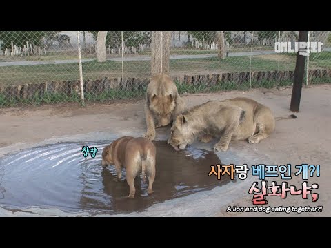 sbs tv동물농장x애니멀봐 中字 Dog amongst lions.. What will happen to the dog in the next 3 seconds..?