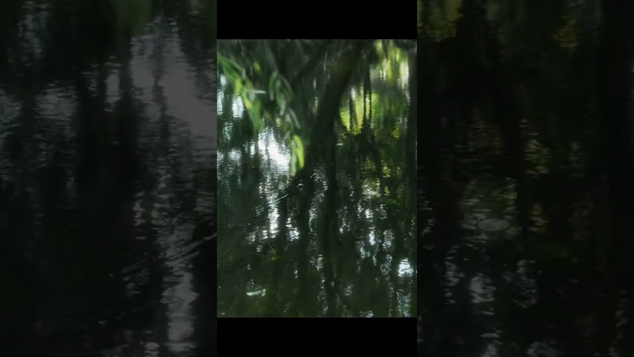 Mesmerizing Moments: A Stunning Visual Journey~