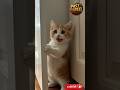 oyaga docucama නේද #pastreel #funny #foryoupage #ternding #viral #cat #aifusion #comedy #srilanka