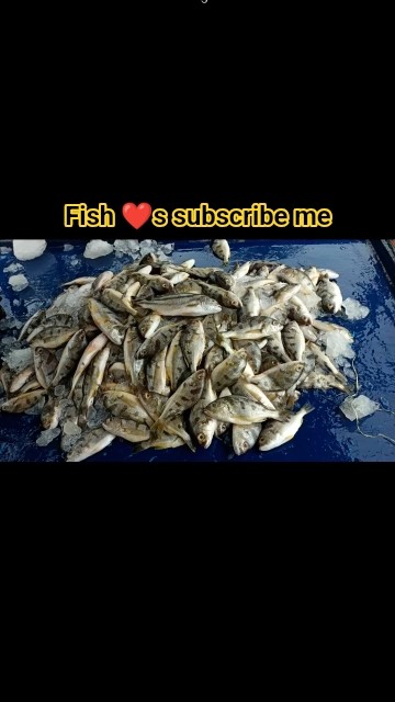 #fish#nonveg#meen#nature #profile #masli#fry#curry#grvy#